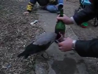drunk crow, only in russia there are such